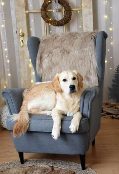 Wo sind die Golden Retriever Liebhaber?-Beitrag-Bild
