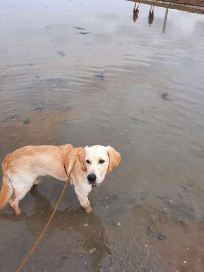 Wo sind die Golden Retriever Liebhaber?-Beitrag-Bild