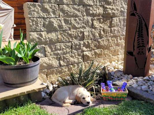 Wo sind die Golden Retriever Liebhaber?-Beitrag-Bild