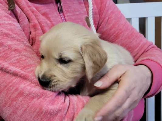 Wo sind die Golden Retriever Liebhaber?-Beitrag-Bild