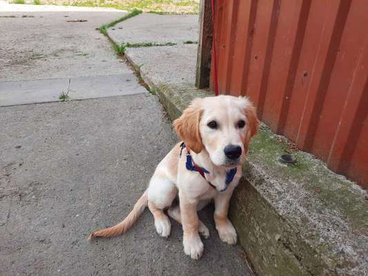 Wo sind die Golden Retriever Liebhaber?-Beitrag-Bild