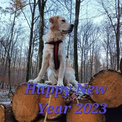 Wo sind die Golden Retriever Liebhaber?-Beitrag-Bild