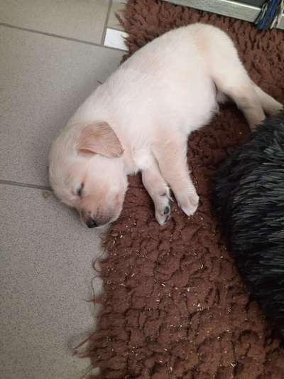 Wo sind die Golden Retriever Liebhaber?-Beitrag-Bild