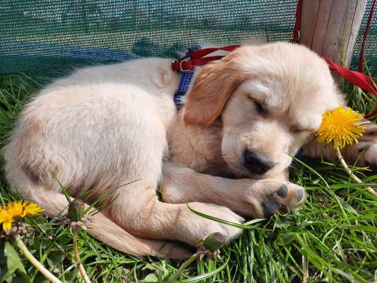 Wo sind die Golden Retriever Liebhaber?-Beitrag-Bild