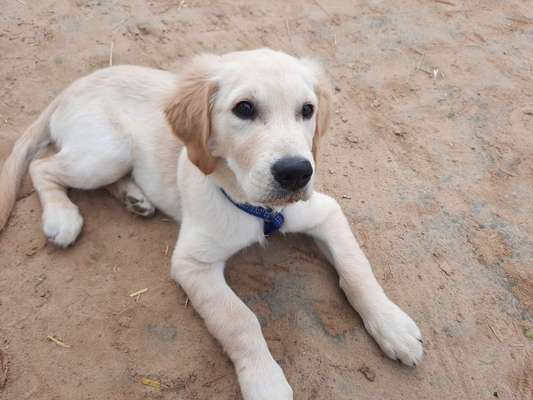 Wo sind die Golden Retriever Liebhaber?-Beitrag-Bild