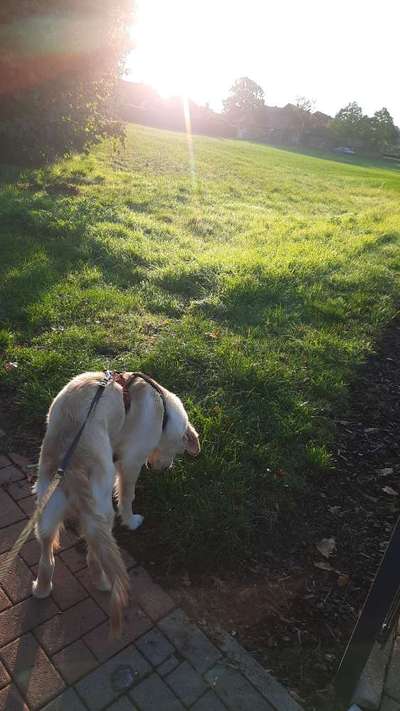 Wo sind die Golden Retriever Liebhaber?-Beitrag-Bild