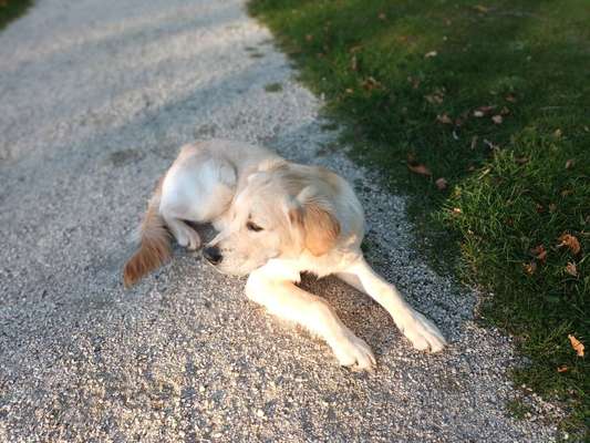 Wo sind die Golden Retriever Liebhaber?-Beitrag-Bild