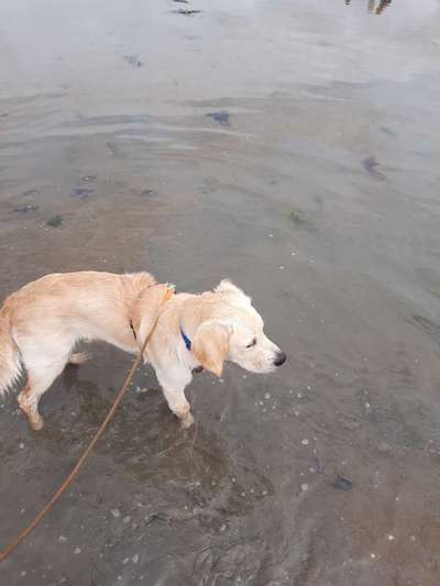 Wo sind die Golden Retriever Liebhaber?-Beitrag-Bild