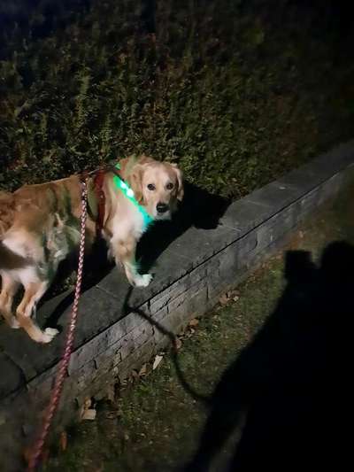 Wo sind die Golden Retriever Liebhaber?-Beitrag-Bild