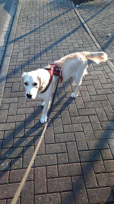 Wo sind die Golden Retriever Liebhaber?-Beitrag-Bild