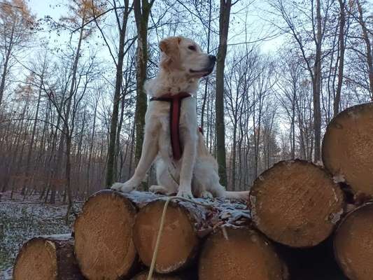 Wo sind die Golden Retriever Liebhaber?-Beitrag-Bild