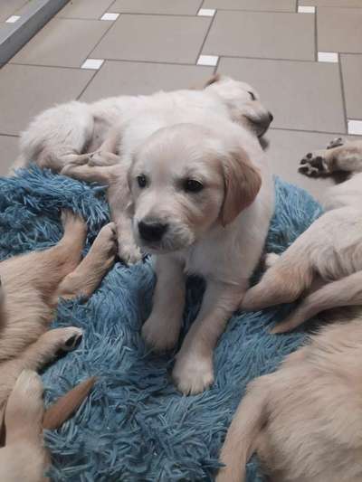 Wo sind die Golden Retriever Liebhaber?-Beitrag-Bild