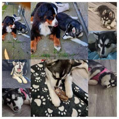 Hundetreffen-Spielen/ Spaß/ Freundschaft-Profilbild