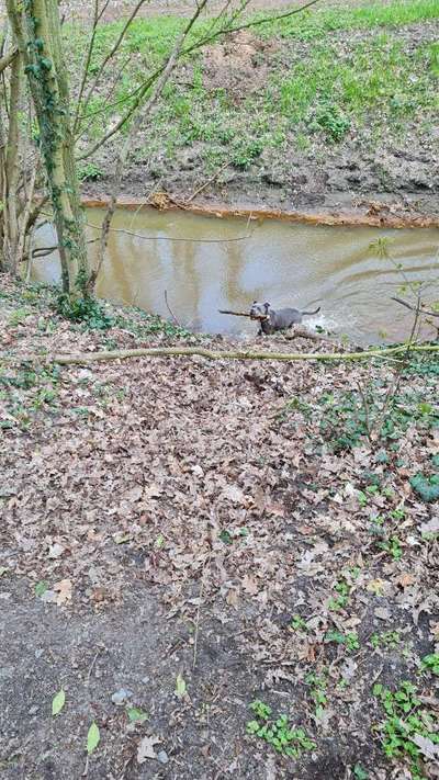 Dogorama-Monats-Challenge-Mai "Wasser"-Beitrag-Bild