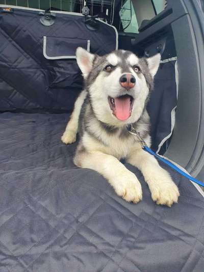 Welpen Bilder !-Beitrag-Bild