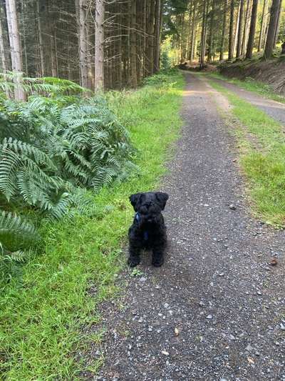 Wie kann ich mit meinem Zwergschnauzer üben, dass er mir auch im Feld den Ball wieder zurückbringt?-Beitrag-Bild