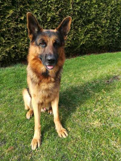 Alles rund um den Schäferhund, diskutieren erwünscht.-Beitrag-Bild