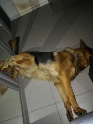 Schlafstätte-Beitrag-Bild