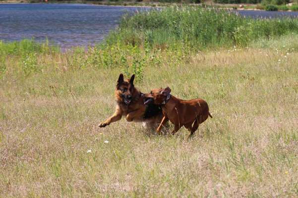 Die Dogorama Wochen Challenge-Beitrag-Bild