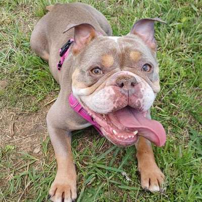 Hundetreffen-Spielfreund gesucht-Bild
