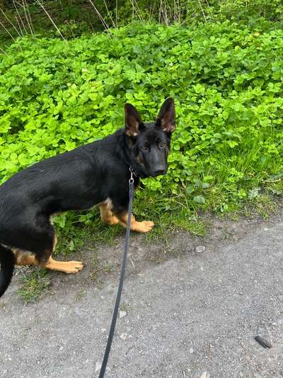 Alles rund um den Schäferhund, diskutieren erwünscht.-Beitrag-Bild