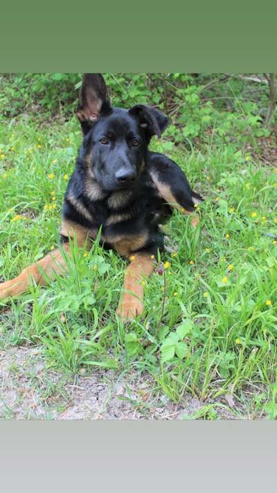 Welpen Bilder !-Beitrag-Bild