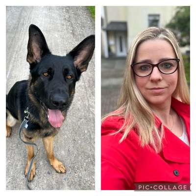 Alles rund um den Schäferhund, diskutieren erwünscht.-Beitrag-Bild