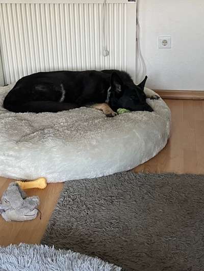 Hundebett-Beitrag-Bild