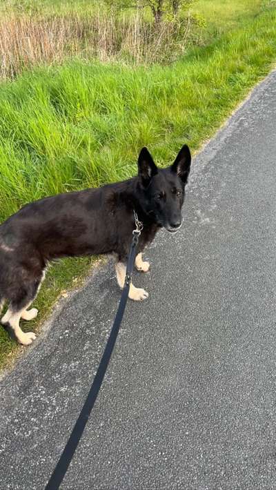 Alles rund um den Schäferhund, diskutieren erwünscht.-Beitrag-Bild