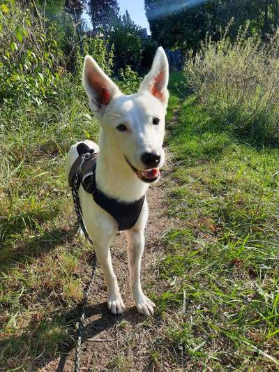 Mischlingshunde Foto Aufruf-Beitrag-Bild