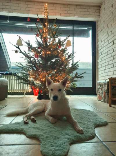 Schäferhund-Beitrag-Bild