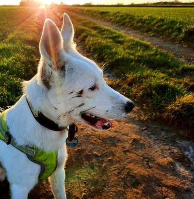 Fotochallenge Nr 55  -  Hund im November--Beitrag-Bild