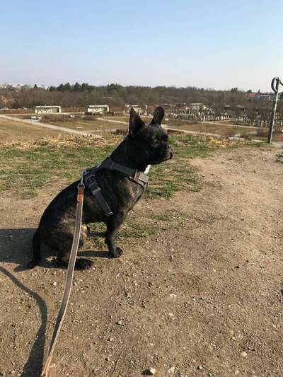 Französische Bulldoggen-Beitrag-Bild