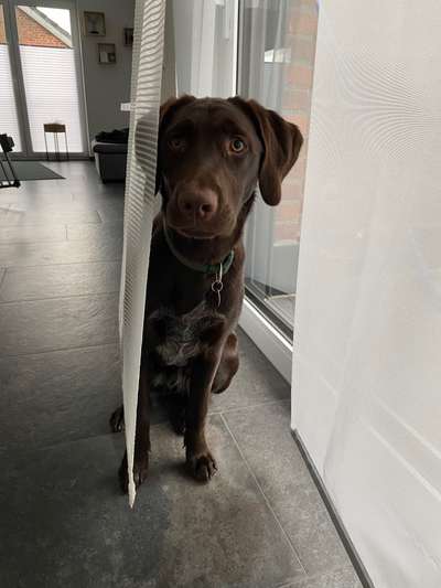 Labradorfans-Beitrag-Bild