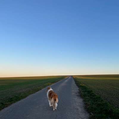 Hundetreffen-Gassirunde im Freilauf-Bild