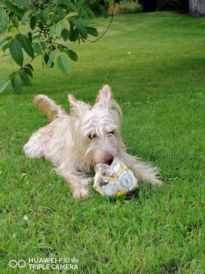 Die Dogorama Kalender Challenge 4/4-Beitrag-Bild