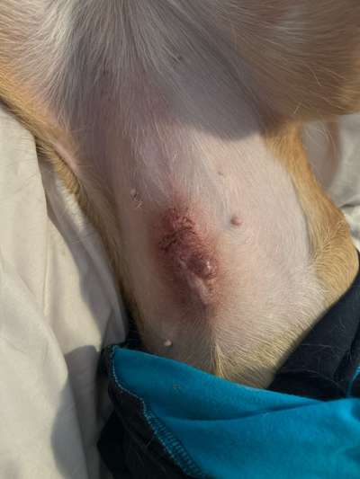 Wunde nach Sterilisation-Beitrag-Bild