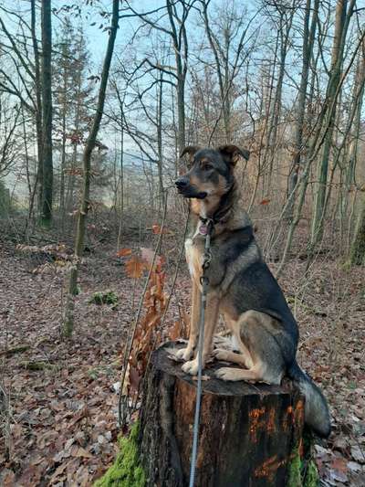 Schäferhund-Fans?-Beitrag-Bild