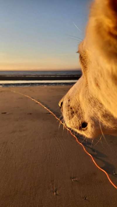 Hunde im Urlaub-Beitrag-Bild