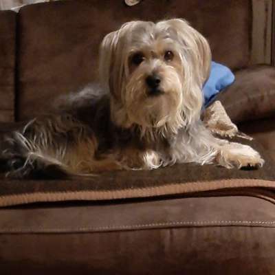 Hundetreffen-Gassi gehen im Umkreis von Holzburg-Profilbild