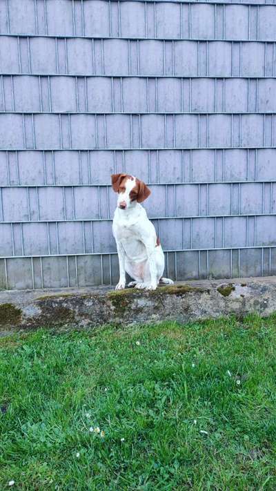 Auslandstierschutz-Beitrag-Bild