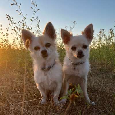 Hundetreffen-Kleine Hunde am Wetterpark-Bild