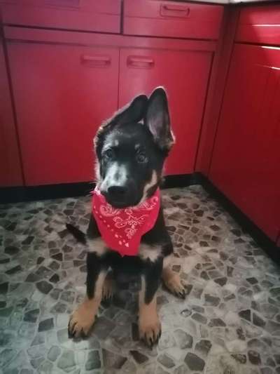 Welpen Bilder !-Beitrag-Bild