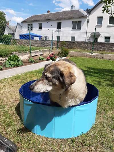 Hunde im Urlaub-Beitrag-Bild