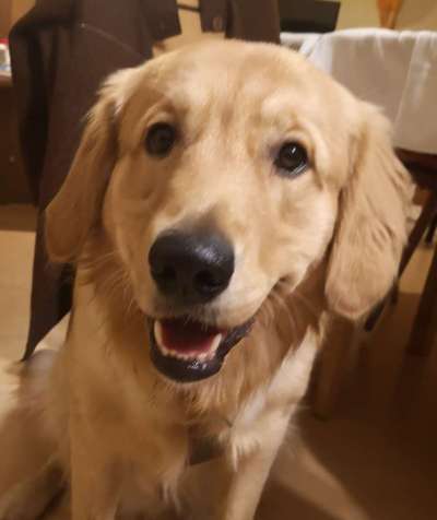 Golden Retriever-Beitrag-Bild