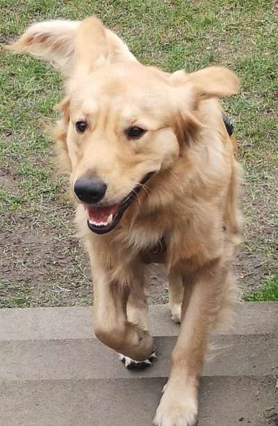 Hundetreffen-Flappsiger Junghund sucht ebenbürtigen , freundlichen Spielkameraden 🤗-Bild