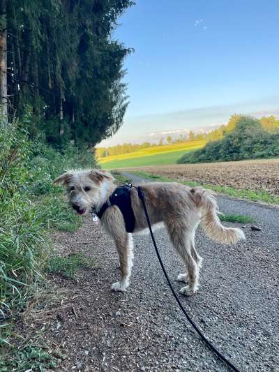 Wie heißt dein Hund?-Beitrag-Bild