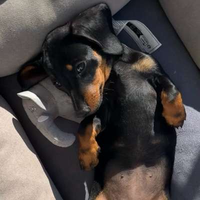 Hundetreffen-Gemeinsamer Spaziergang-Bild