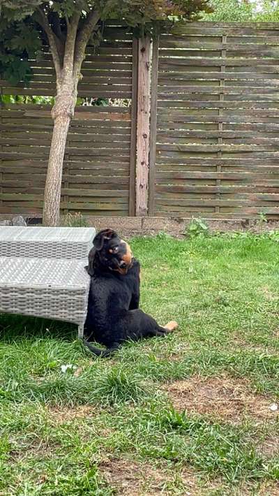 Dogorama Photo Challenge - Spielgesicht-Beitrag-Bild