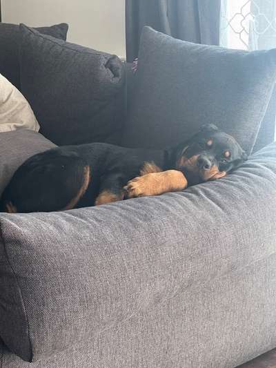 Dogorama Photo Challenge - Spielgesicht-Beitrag-Bild